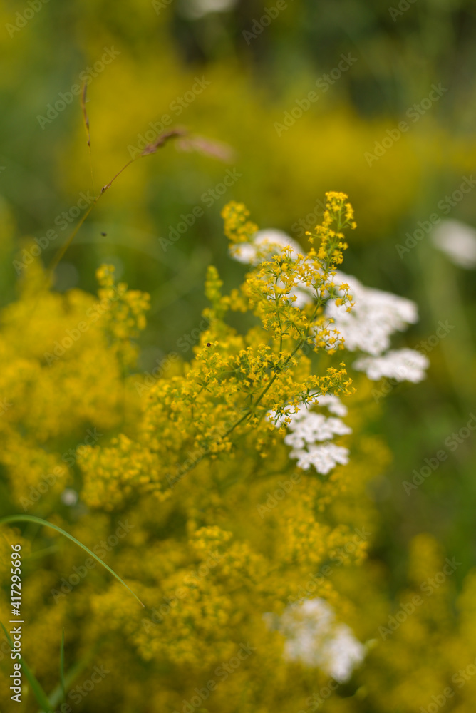 Achillea millefolium and Galium verum two species of wild medicinal plants grown in the field in the spring season. flowers with healing power that are found in nature