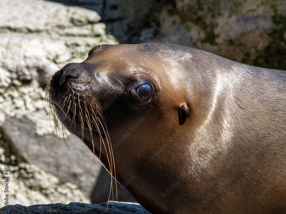 Naklejka premium The South American sea lion, Otaria flavescens in the zoo