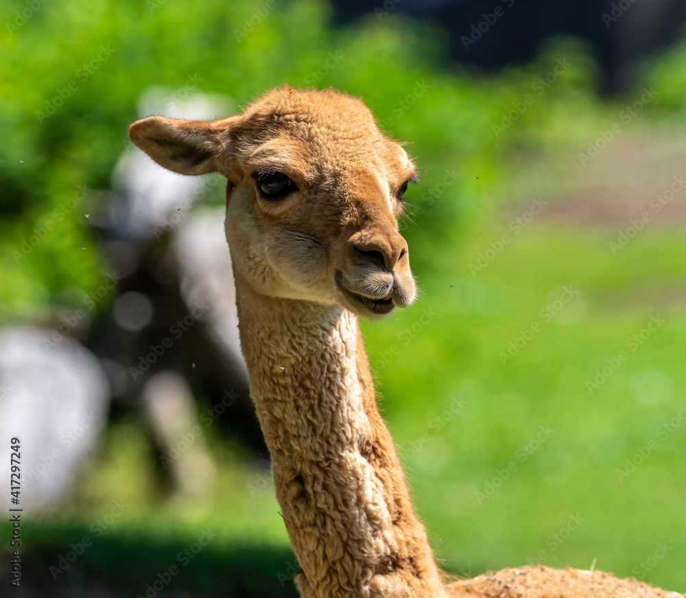 Vicunas, Vicugna Vicugna, relatives of the llama Vicunas, Vicugna Vicugna, relatives of the llama