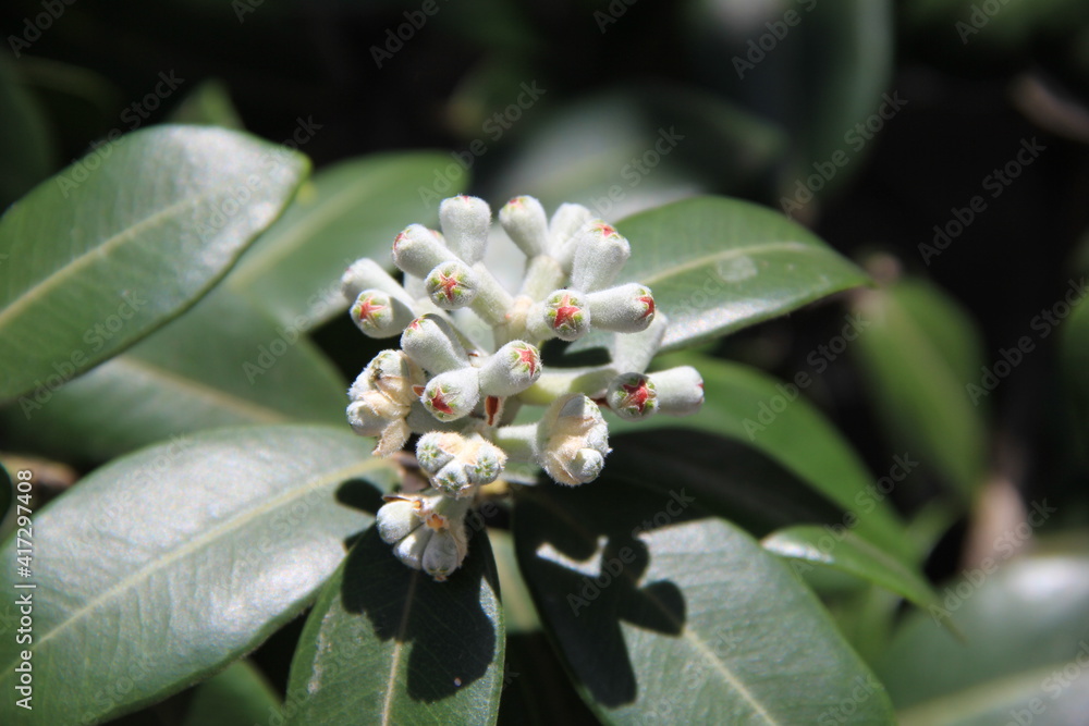 Obraz premium ポフツカワ(クリスマスツリー)の蕾部分(ニュージーランド)