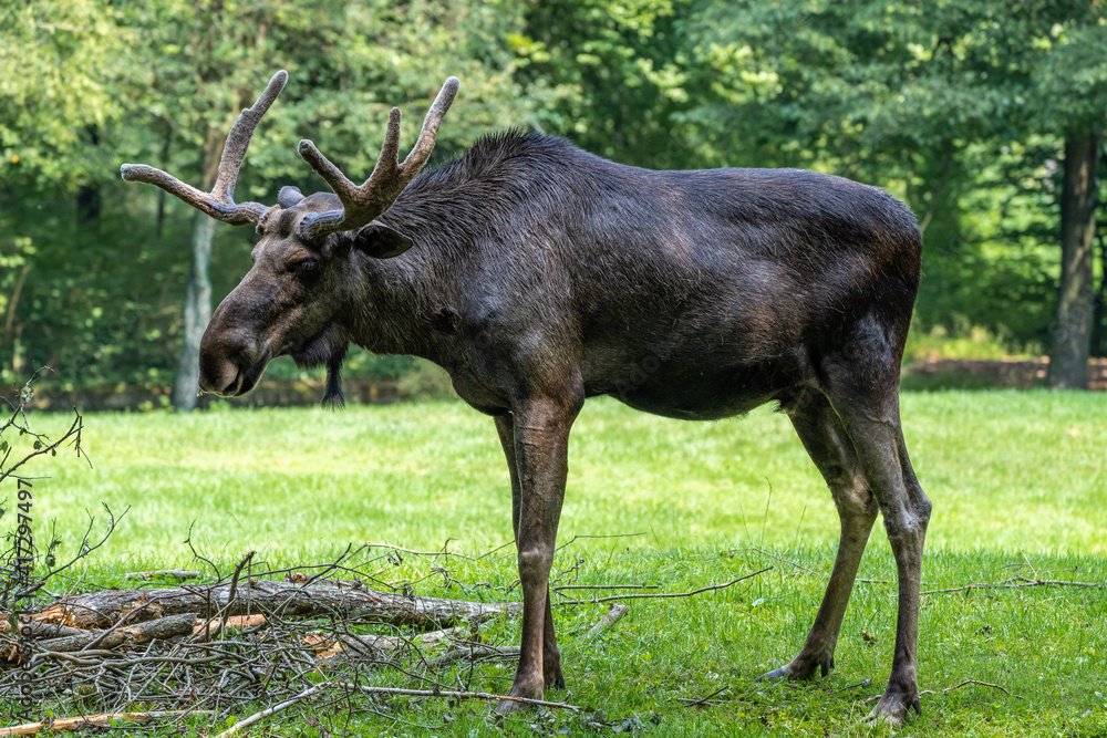 European Moose, Alces alces, also known as the elk European Moose, Alces alces, also known as the elk