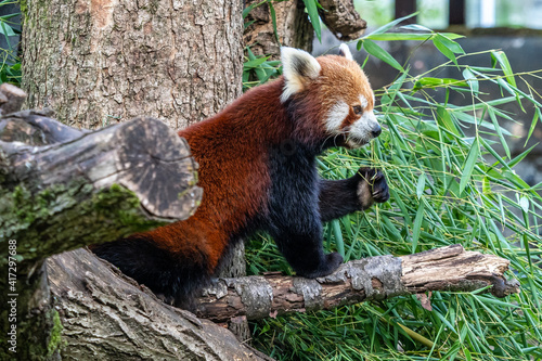 The red panda, Ailurus fulgens, also called the lesser panda.