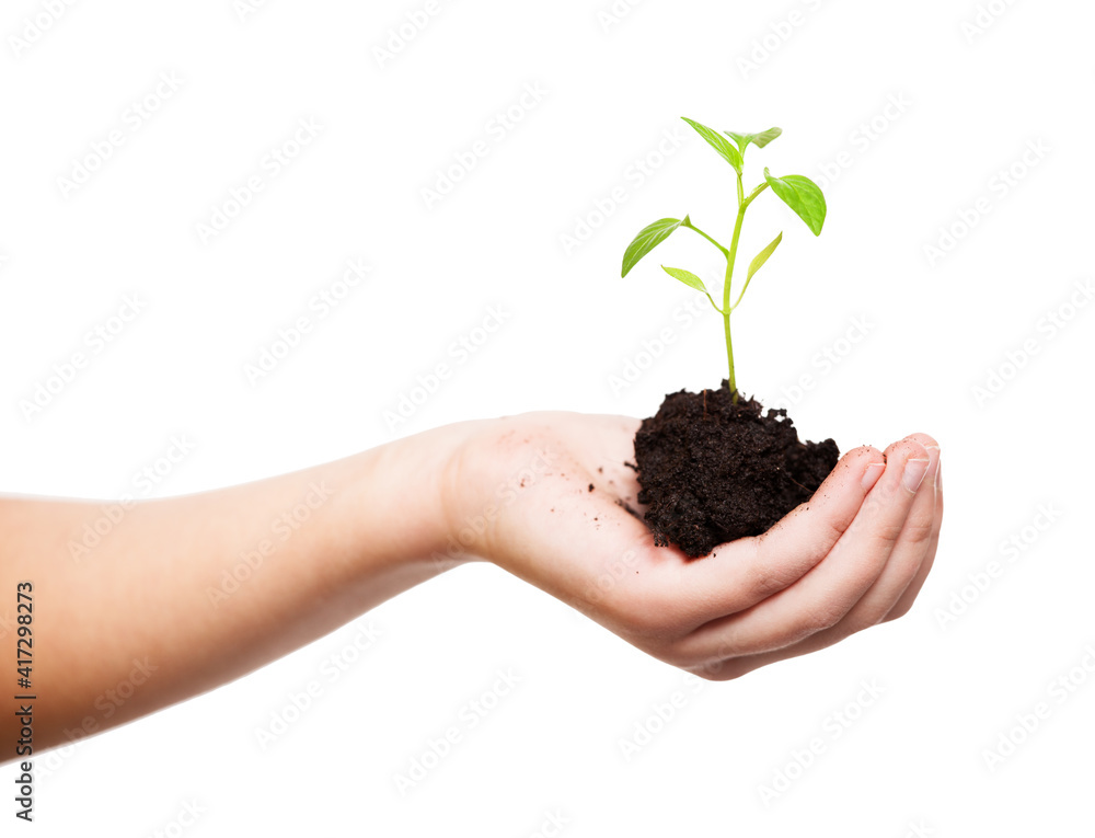Sprout in children's hands Sprout in children's hands