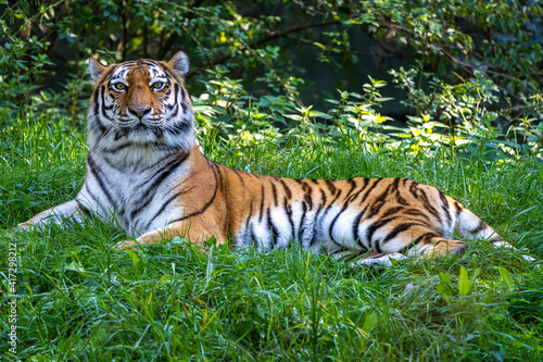 The Siberian tiger Panthera tigris altaica in a park