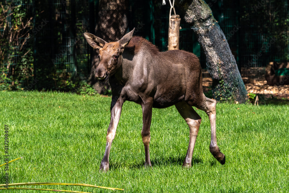 European Moose, Alces alces, also known as the elk