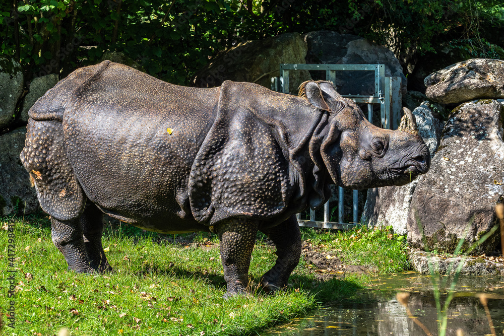 Fototapeta premium The Indian Rhinoceros, Rhinoceros unicornis aka Greater One-horned Rhinoceros