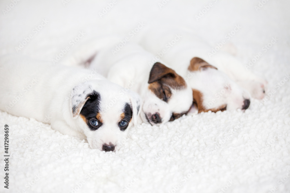 Fototapeta premium Newborn puppy sleeping