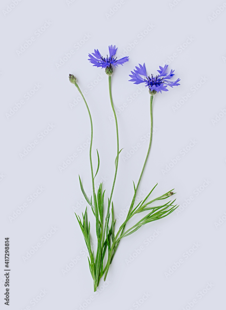 Fototapeta premium Three blue cornflowers or Centaurea cyanus flower isolated on white background. Vertical cropping. Flat lay. Copy space.