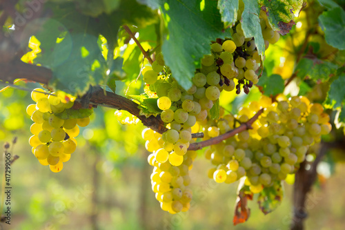 Foto Ripe white grapes hanging on vine in vineyard at sunny day, harvest season