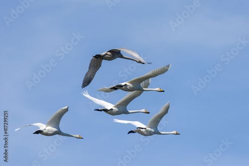Whooper swans fly in blue sky