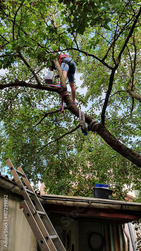 Cherry harvest with ladder and safety belt in cherry tree
