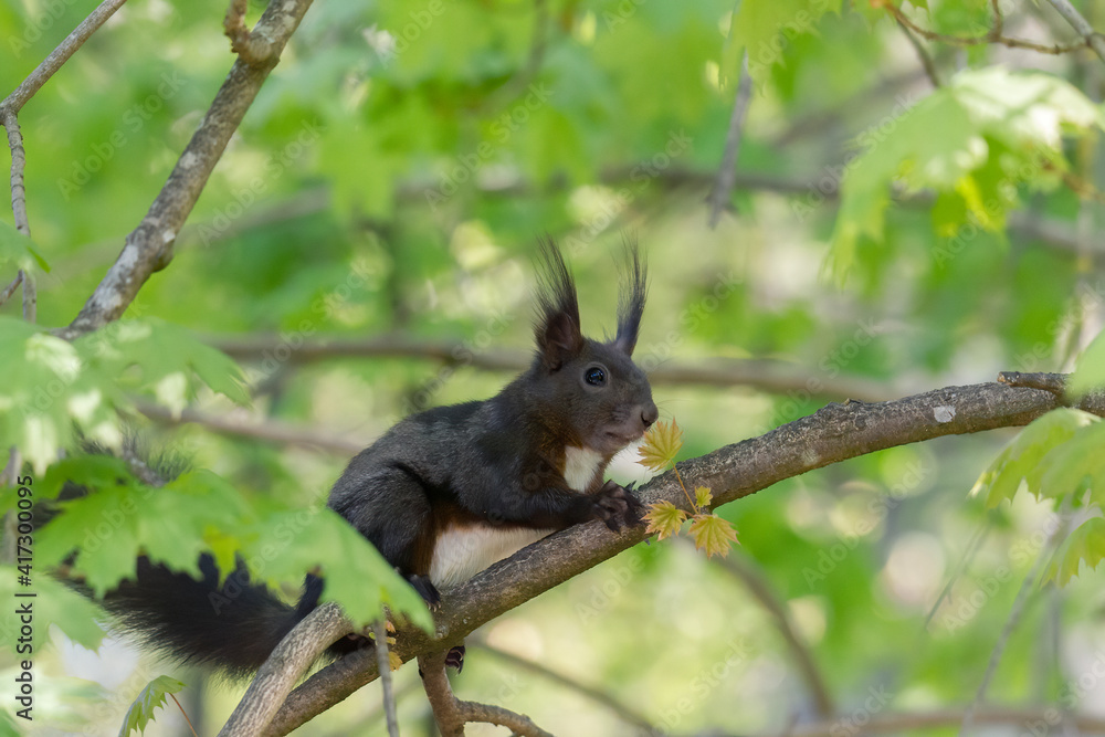 European brown squirrel in winter coat on a branch in the forest European brown squirrel in winter coat on a branch in the forest