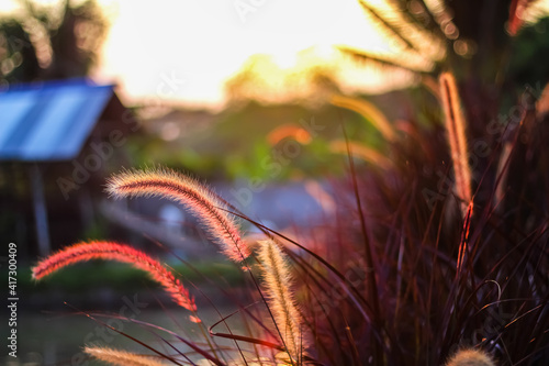 Colorful needle grass flowers field, blooming with reflection light from sunset in the evening nature background photo