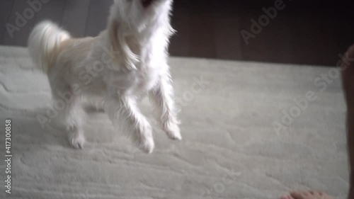 Very playful small dog breed having fun and playing with blue ball with owner tug of war maltese yorkshire mixed breed photo