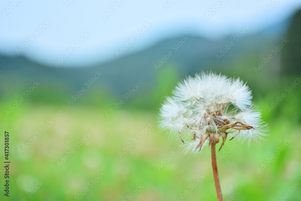 Naklejka premium たんぽぽの綿毛