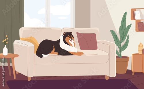 Fluffy dog lying on couch in modern living room. Happy pet resting on sofa at home. Colored flat vector illustration of cute colli relaxing in apartment