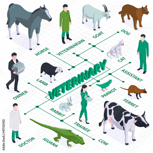 Veterinary Isometric Flowchart Composition