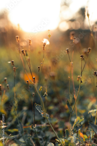 Grass flowers in summer evenings