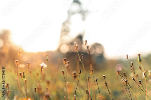 Grass flowers in summer evenings