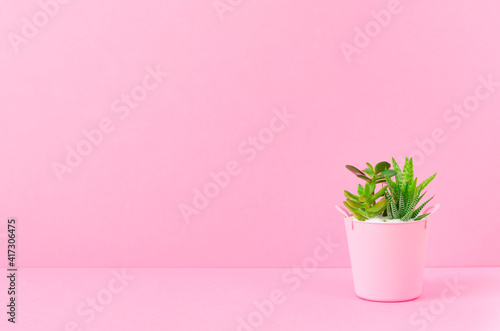 Plants and pink background. 植物とピンク背景 