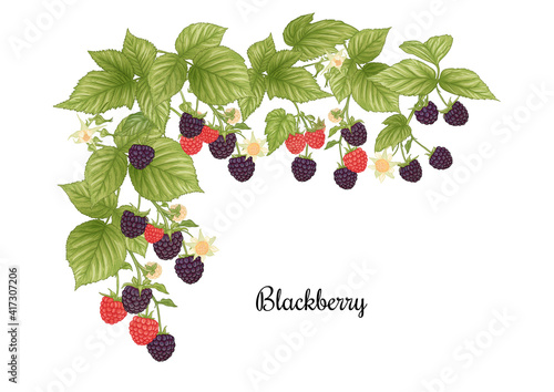 Blackberry. Ripe berries on branch. Clip art, set of elements for design Graphic drawing, engraving style. Vector illustration..