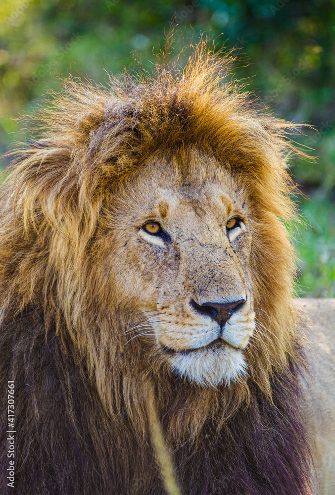 Portrait of a male lion in the Masai Mara in Kenya Portrait of a male lion in the Masai Mara in Kenya