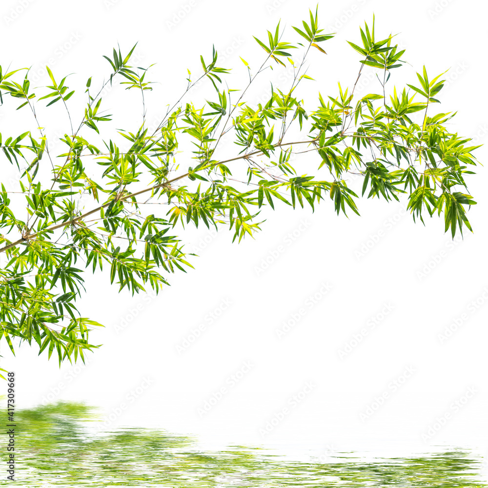 Feuilles de bambous sur fond blanc Stock Photo Adobe Stock