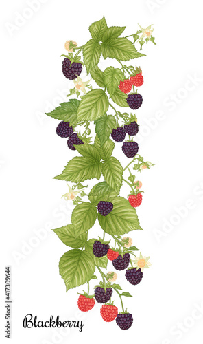 Blackberry. Ripe berries on branch. Clip art, set of elements for design Graphic drawing, engraving style. Vector illustration..