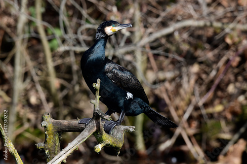 Kormoran // Great cormorant (Phalacrocorax carbo)  photo