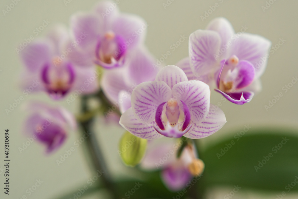 Blüten von schönen Orchideen Blüten von schönen Orchideen