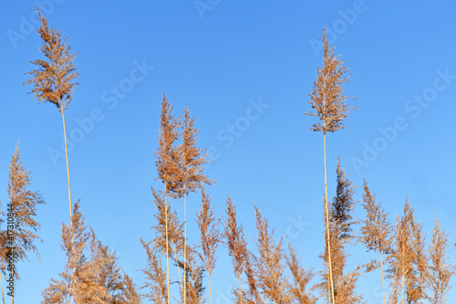 Dry yellowed common reed plants in front of blue sky