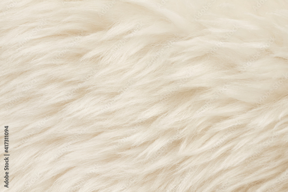 Natural animal white wool seamless texture background. light sheep wool. texture of fluffy fur for designers. close-up fragment white beige wool carpet Natural animal white wool seamless texture background. light sheep wool. texture of fluffy fur for designers. close-up fragment white beige wool carpet