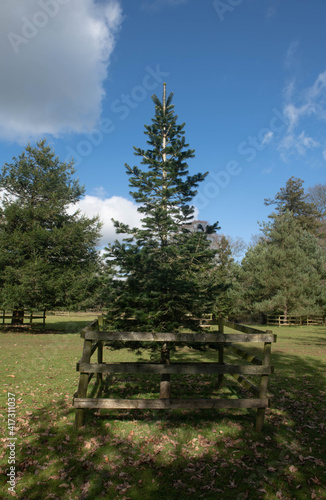 Winter Foliage of an Evergreen Coniferous  West Himalayan Fir Tree  Abies pindrow  Growing in Parkland in Rural Devon  England  UK