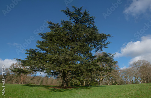 Winter Foliage of an Evergreen Coniferous Cedar of Lebanon Tree (Cedrus libani) with a Bright Blue Sky Background Growing in a Park in Rural Devon, England, UK