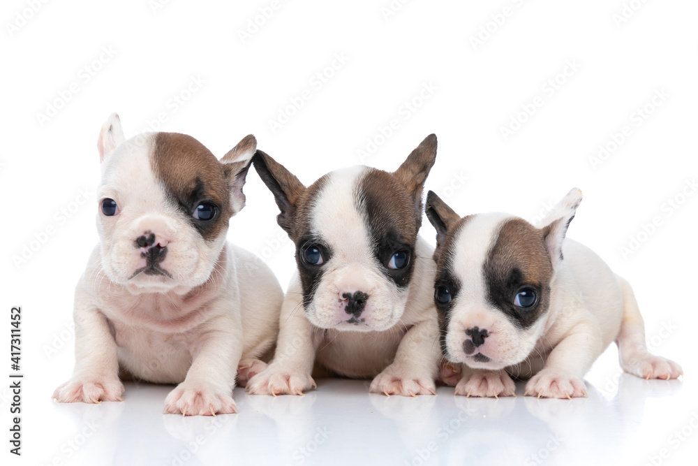 Fototapeta premium three french bulldog dogs with white and fawn furs