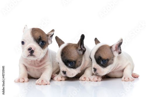 three french bulldog dogs turning their heads to aside