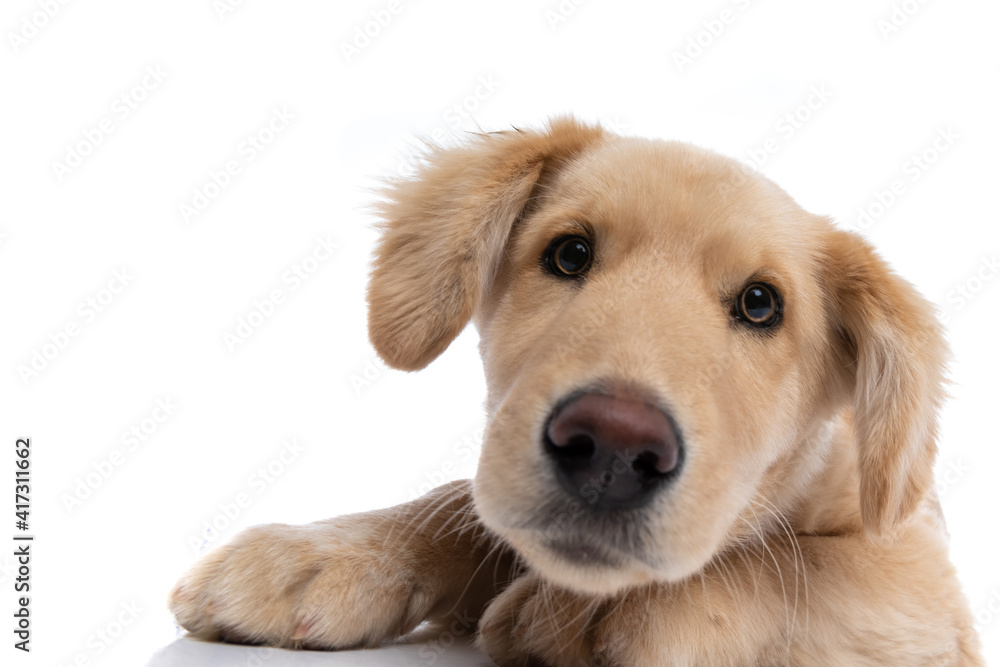 close up of adorable golden retriever puppy laying down close up of adorable golden retriever puppy laying down