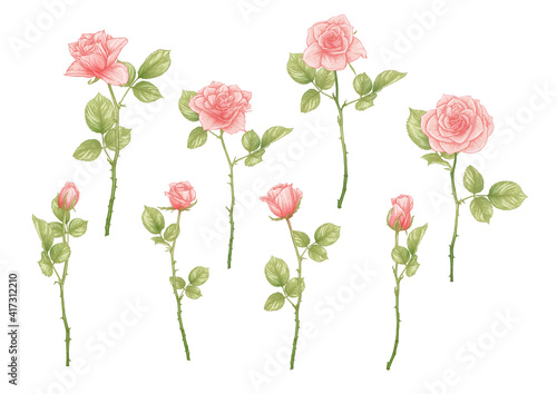 Roses flowers Clip art, set of elements for design Outline hand drawing vector illustration. Graphic drawing, engraving style. Vector illustration. Isolated on white background..
