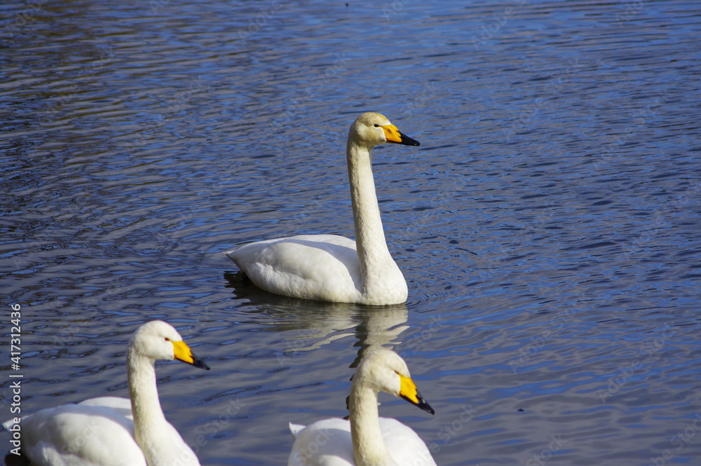 Obraz premium 厳しい寒さを避けて越冬で飛来地へと渡ってきた、美しい白い羽毛のハクチョウ