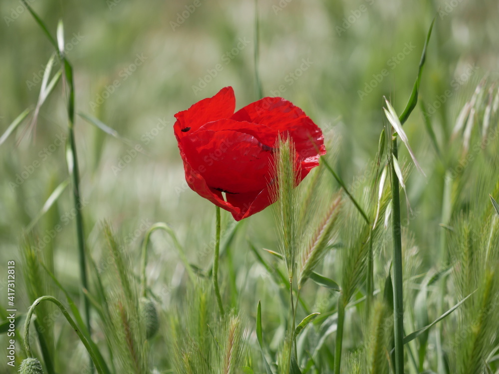 Obraz premium Bright red poppy flower against the green ears on a sunny spring day. Growing raw materials for confectionery