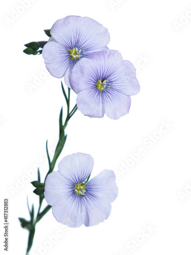 Linum perenne extraaxillare flowers isolated on white