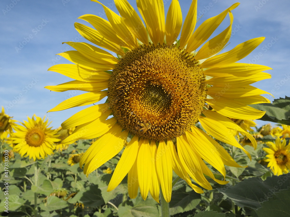 Sunflower