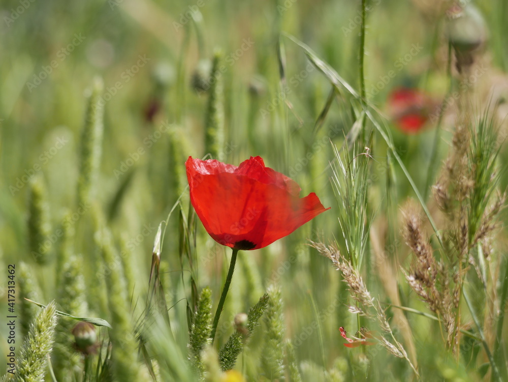 Obraz premium Bright red poppy flower against the green ears on a sunny spring day. Growing raw materials for confectionery