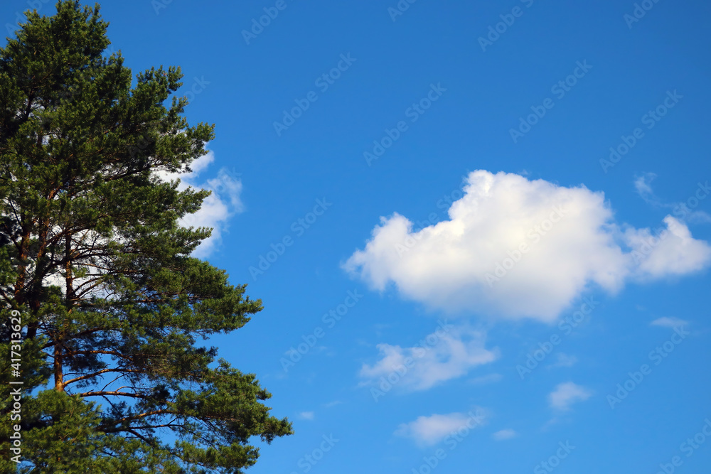 Nice view of the top of the green tree and the white cloud against the blue sky. Nice view of the top of the green tree and the white cloud against the blue sky.
