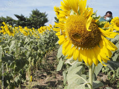 Sunflower