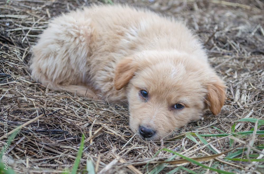 Portrait of two small, black and yellow puppies. Portrait of two small, black and yellow puppies.