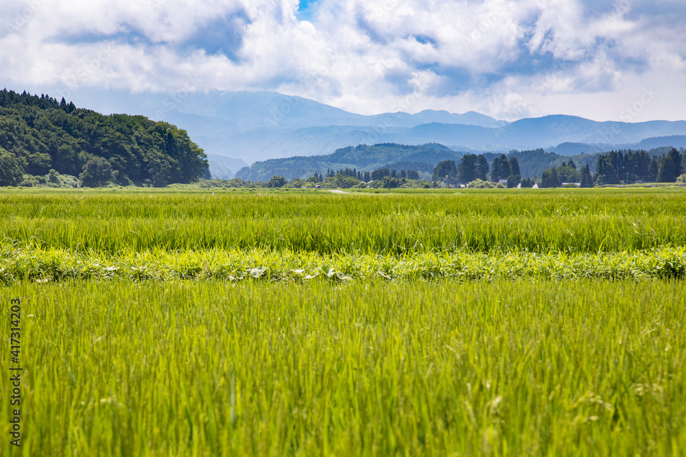 水田に実る稲と山々