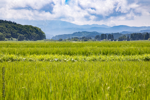 水田に実る稲と山々