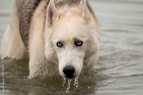 Series of photos showing a siberian husky dripping wet and running out of water