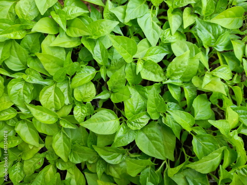 close up of green leaves,plants images top view